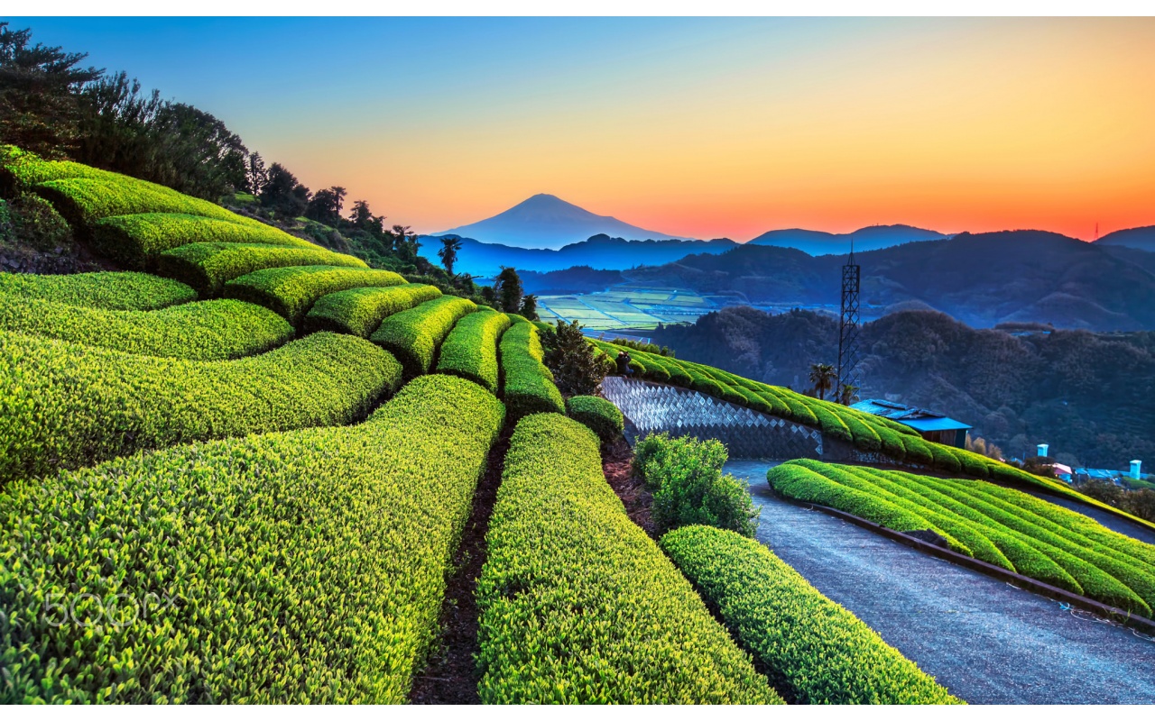 Beautiful Tea Plantation Wallpapers - 1280x800 - 582017