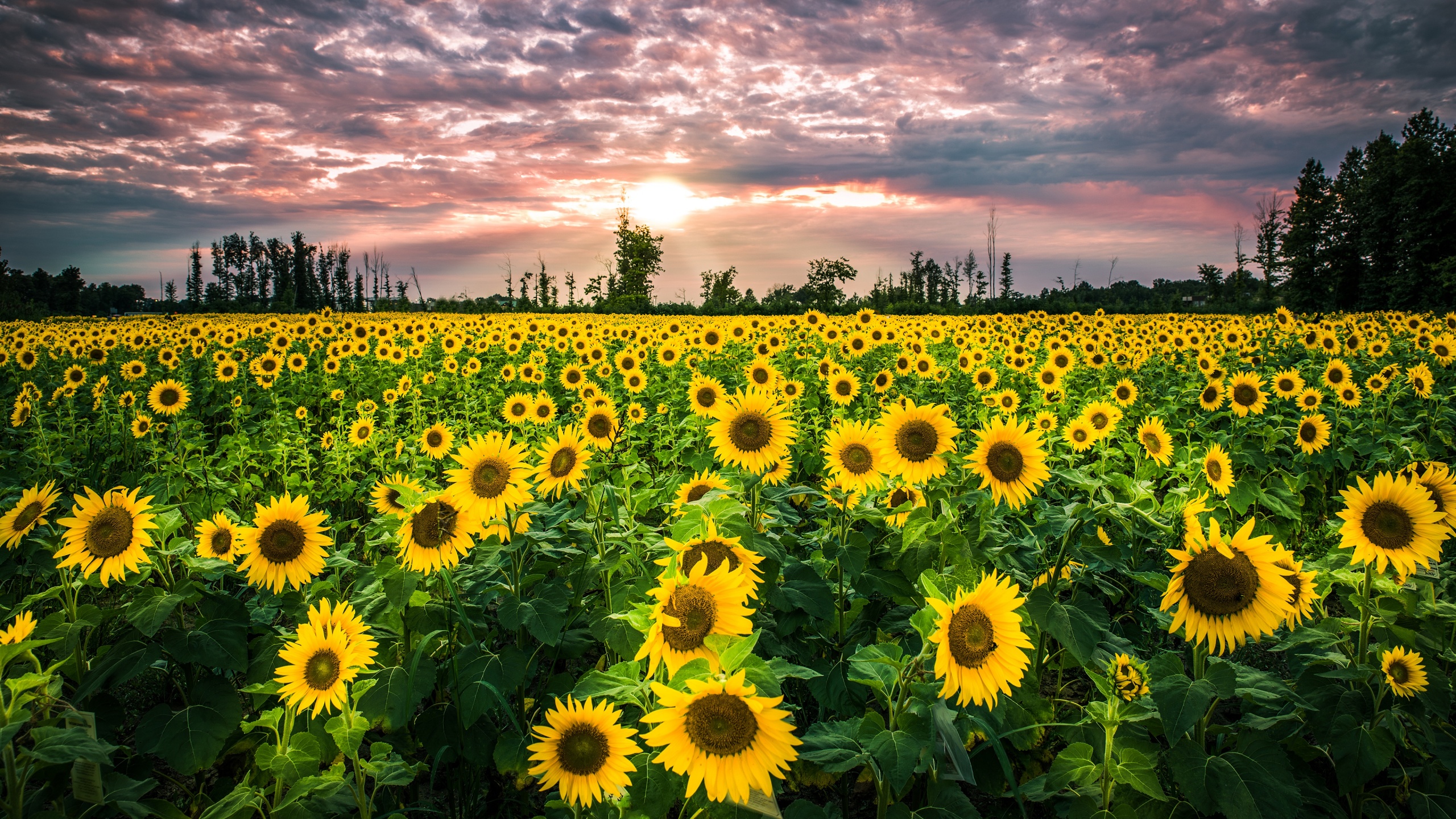 Big Sunflower Field Wallpapers 2560x1440 1887824