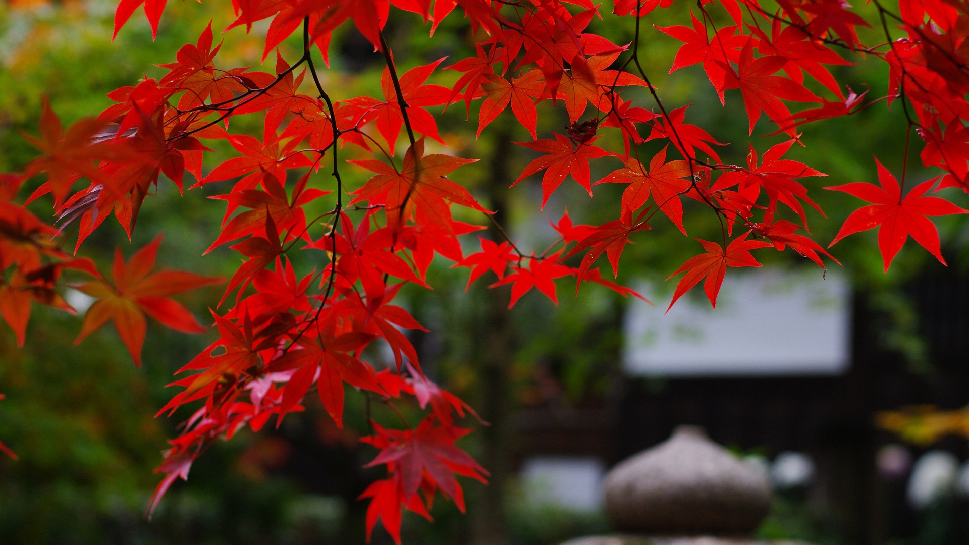 Branches Red Maple Leaves Wallpapers - 1920x1080 - 603799