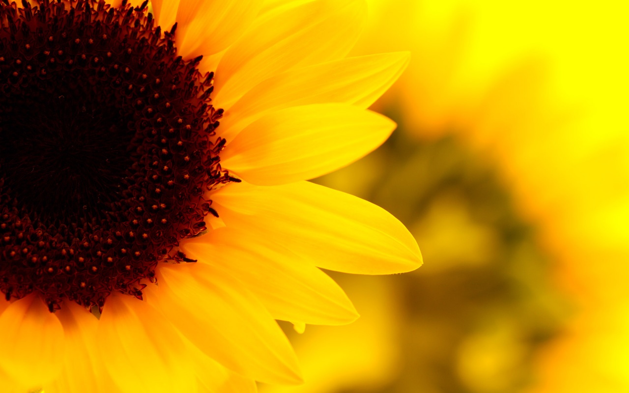 Bright Yellow Sunflower Wallpapers - 1280x800 - 188866