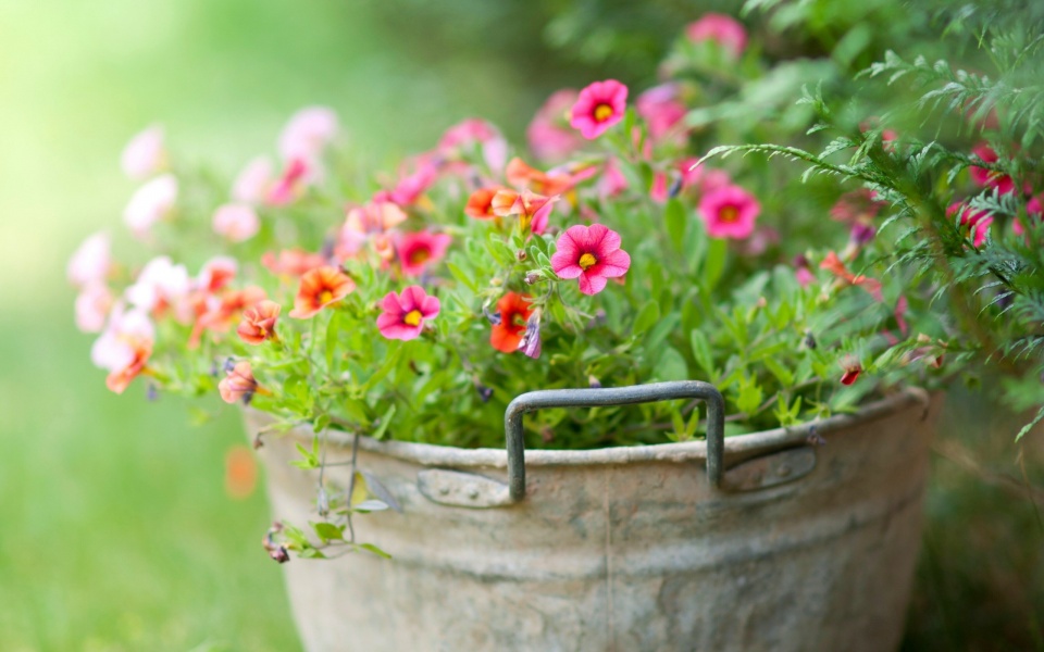 Bucket Flowers Wallpapers - 960x600 - 157096