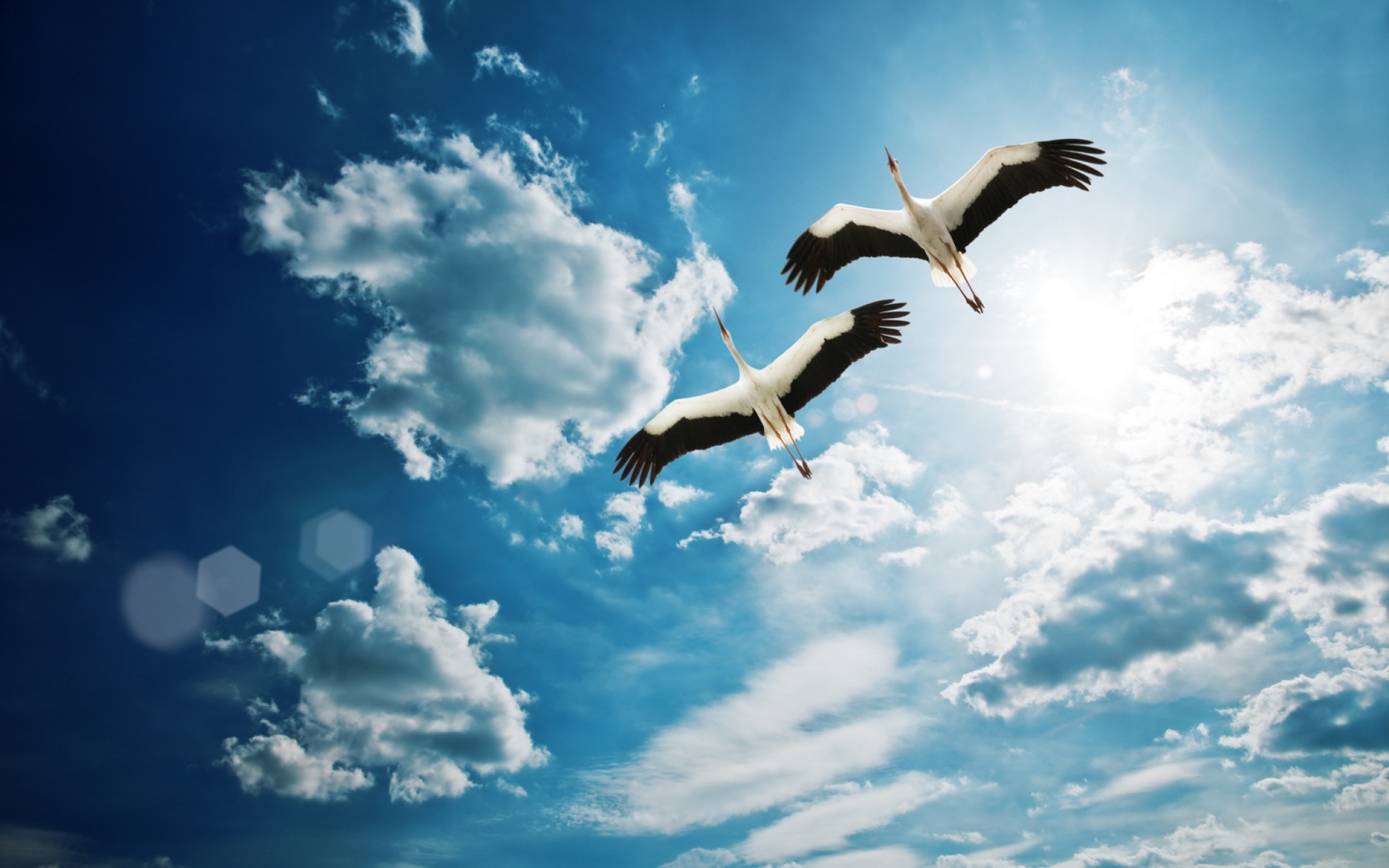 Crane Flying In The Sky Wallpapers - 1440x900 - 265804