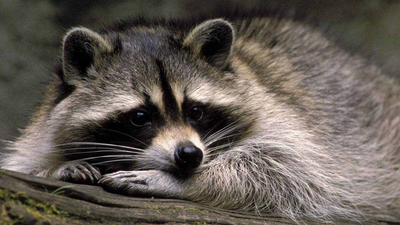 cute_raccoon-1280x720.jpg (1280×720) | Cute raccoon, Animals beautiful