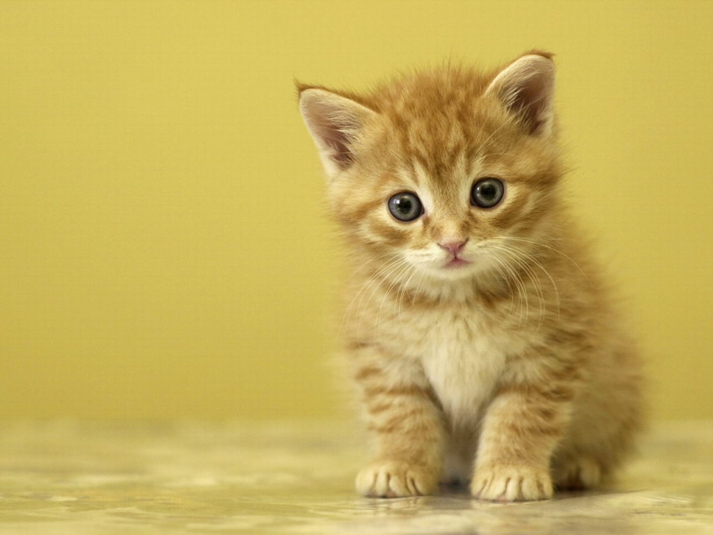 Cute Yellow Cat Wallpapers - 1024x768 - 157122