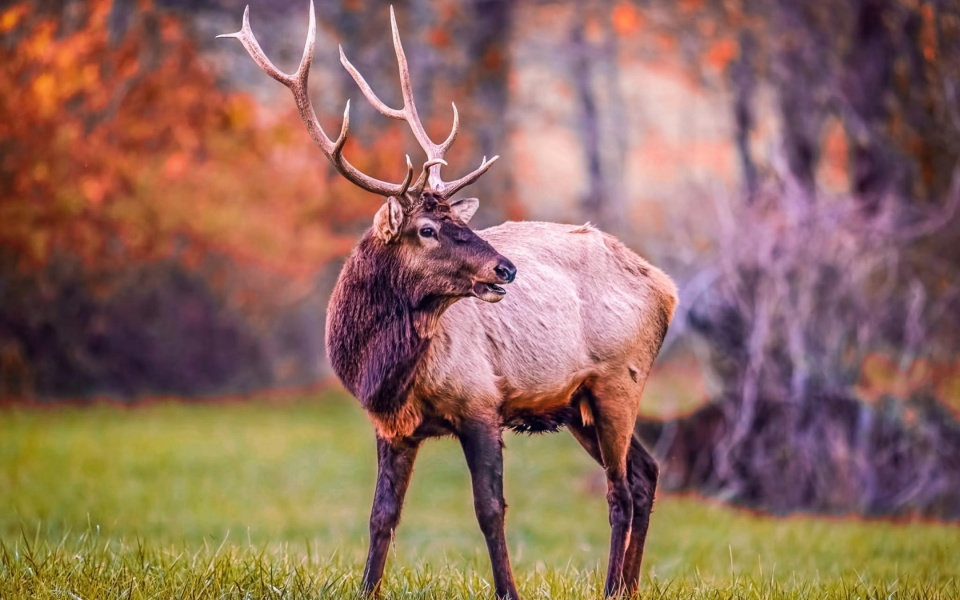 Elk Beautiful Antlers Wallpapers - 960x600 - 173417