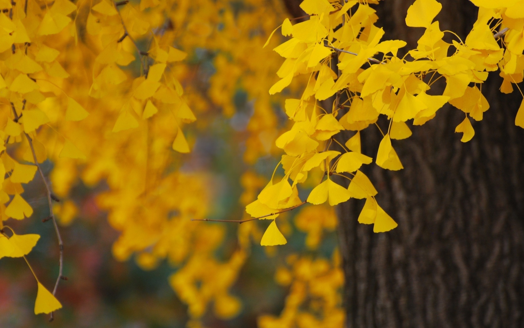 Ginkgo Tree Wallpapers - 1680x1050 - 423795