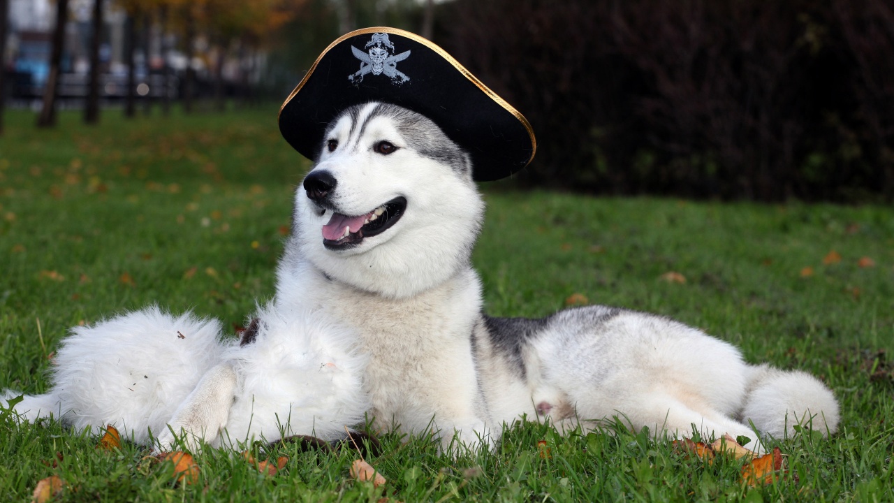 Husky Dog With Hat Wallpapers - 1280x720 - 285392