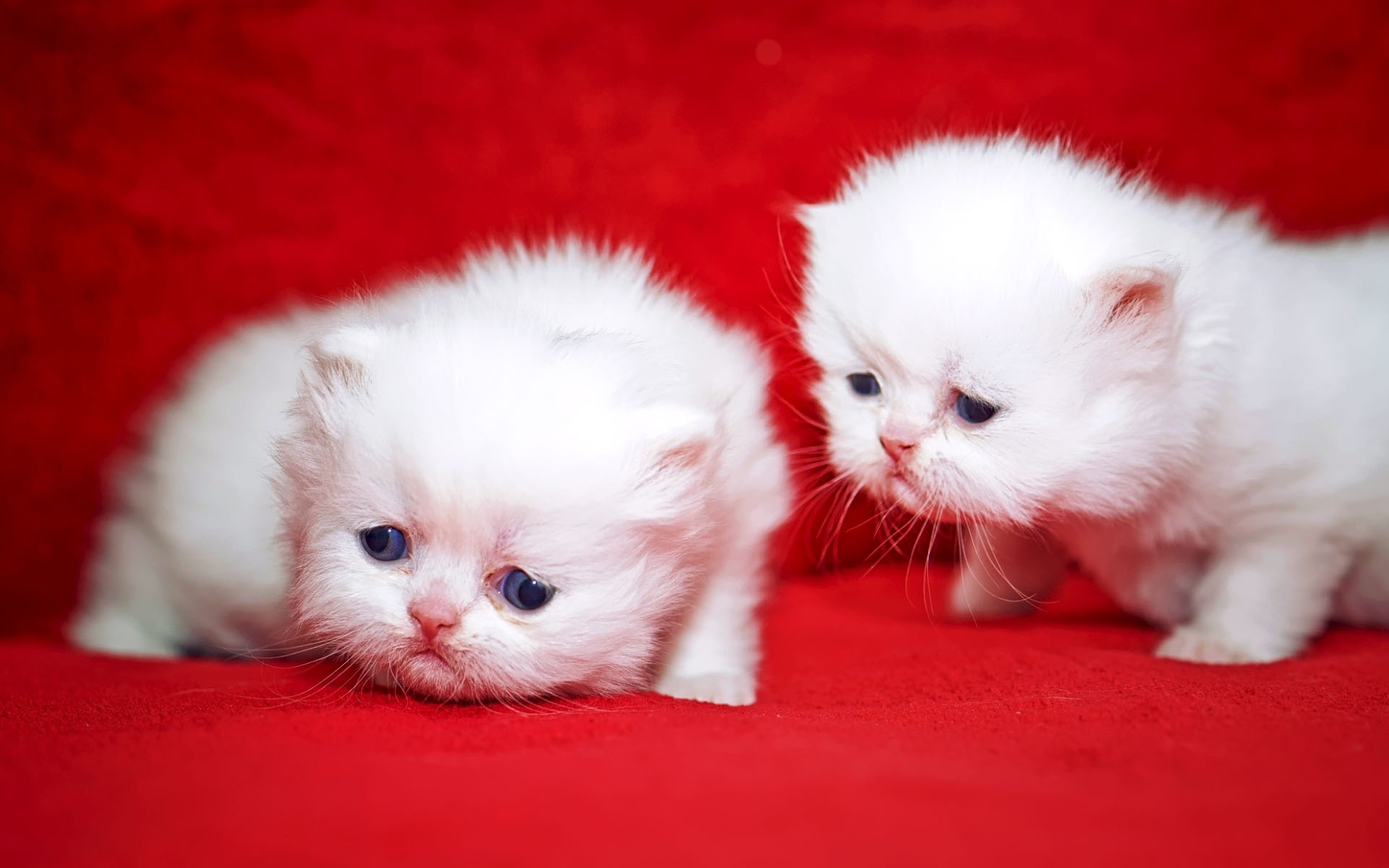 Kittens Cuties Wallpapers - 1920x1200 - 262412