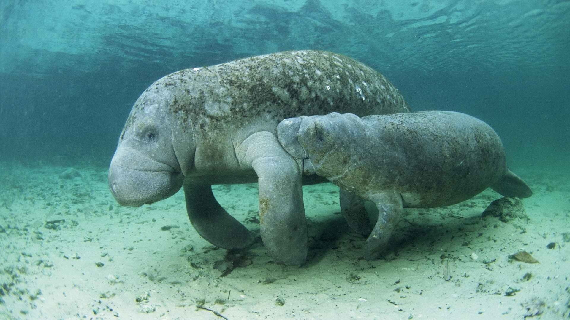 Manatee Wallpapers - 1920x1080 - 615327