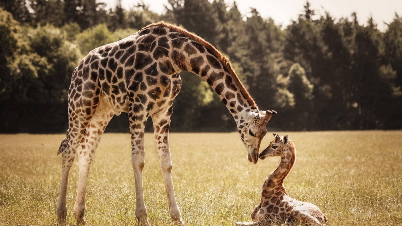 Mother Giraffe Baby Giraffe Wallpapers - 1600x900 - 521525