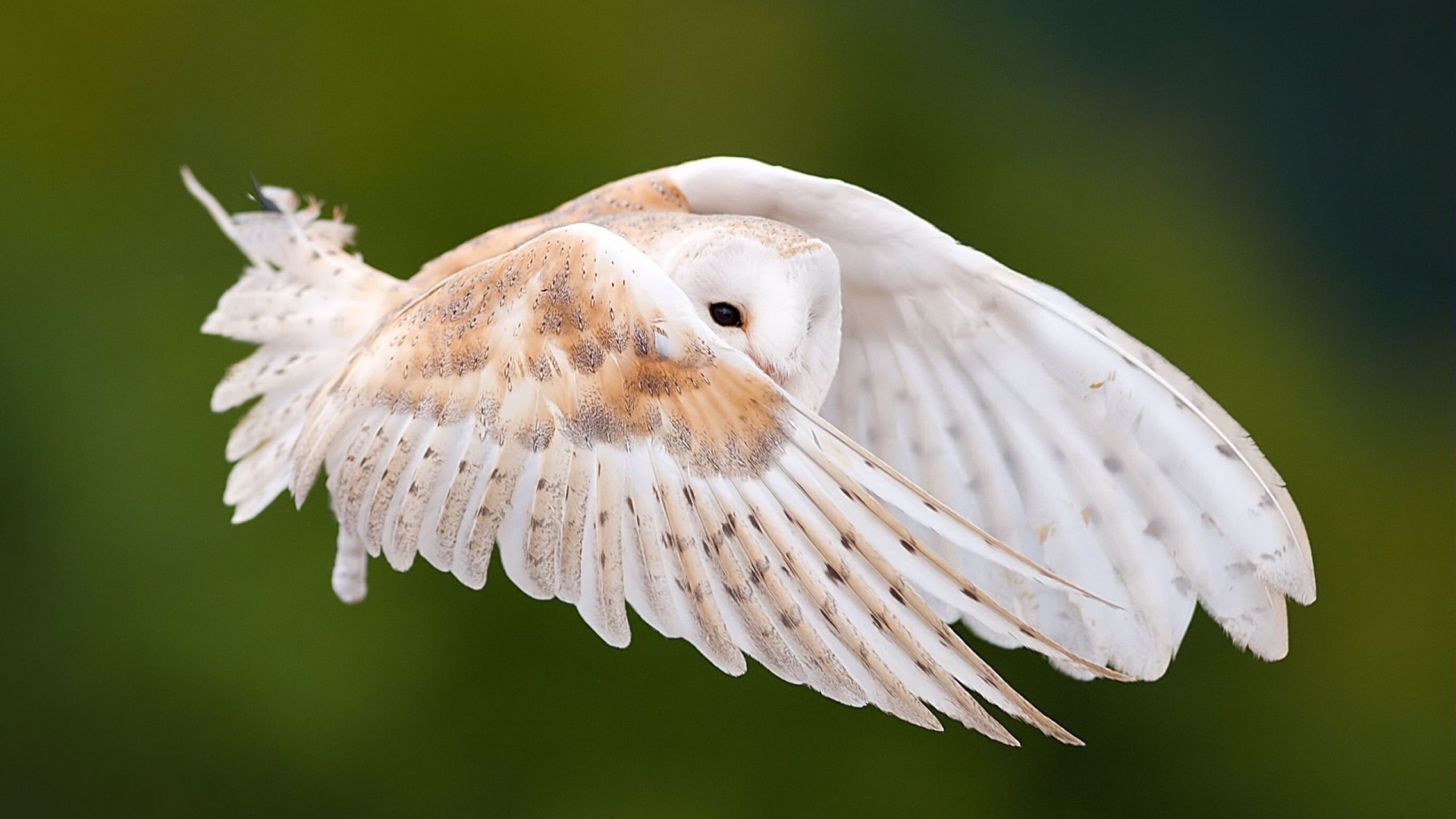 Owl Flying In Sky Wallpapers 1920x1080 426211