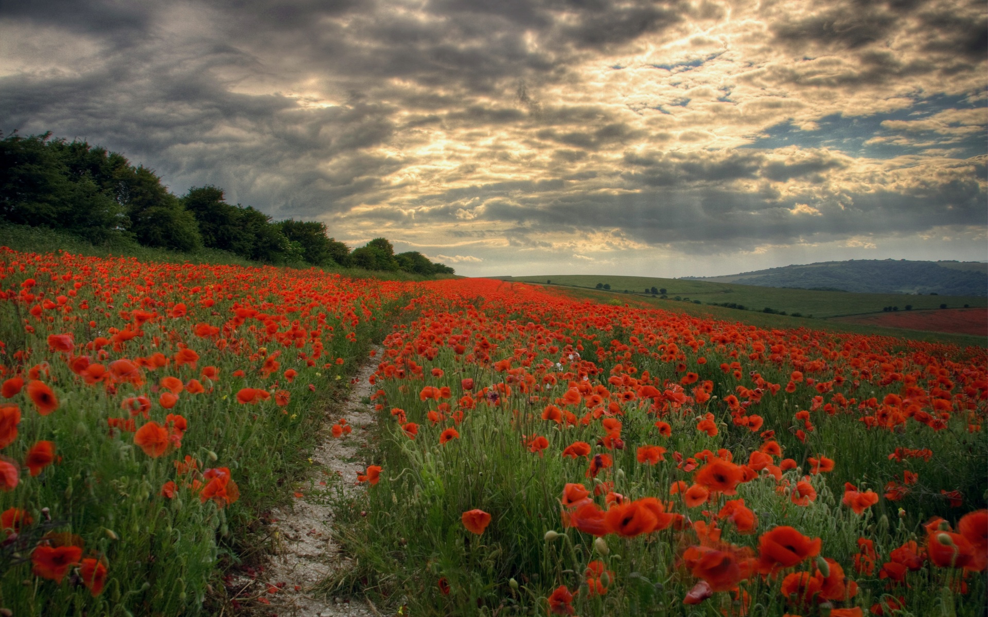 Poppy Fields Wallpapers - 1920x1200 - 828262