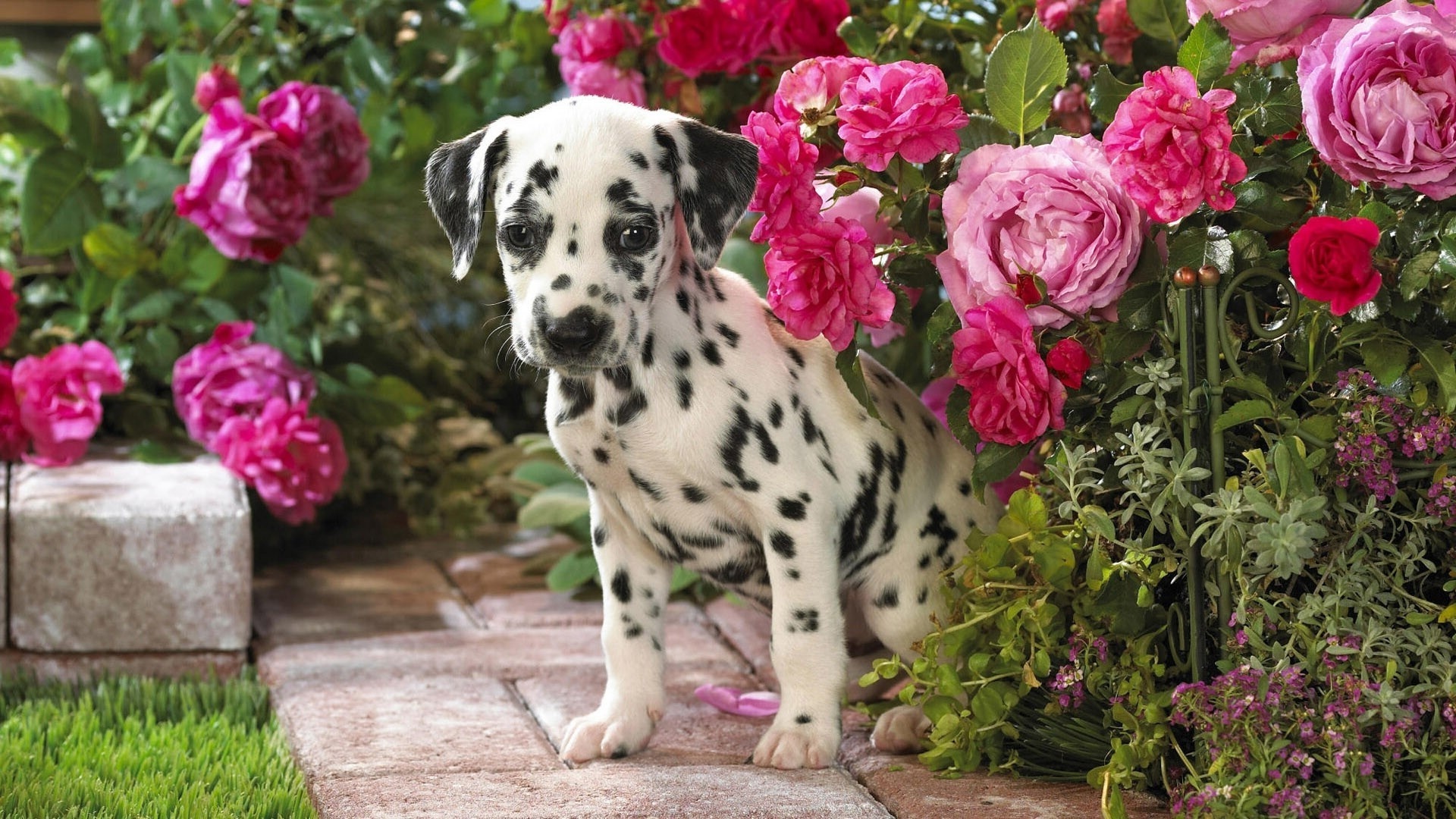 Puppy Dalmatians Wallpapers - 1920x1080 - 728073