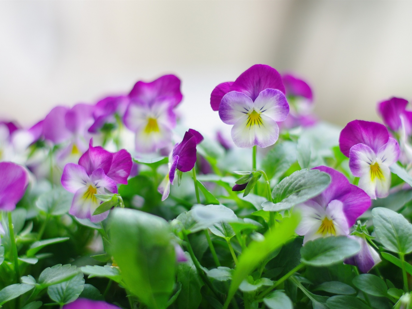 Purple Pansy Flower Wallpapers - 1400x1050 - 318933