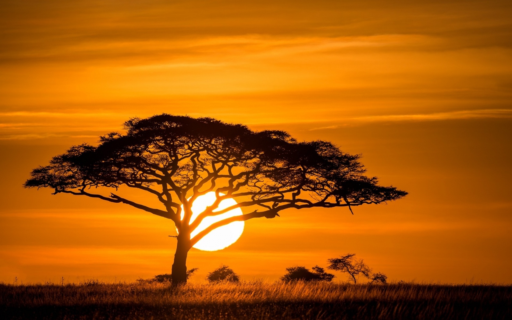 Tree Sunset Wallpapers - 1680X1050 - 422430