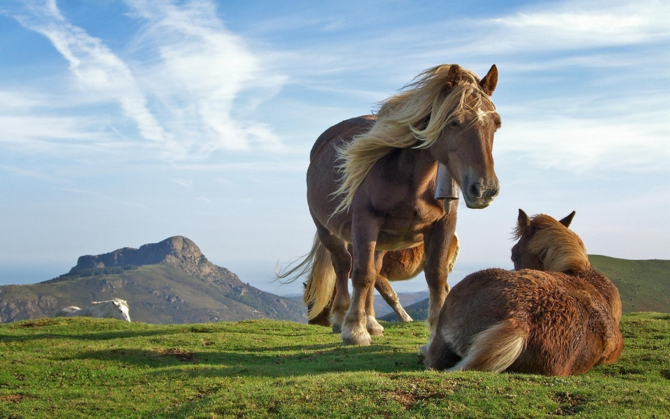 Two Horses Wallpaper Wallpapers - 960x600 - 227469