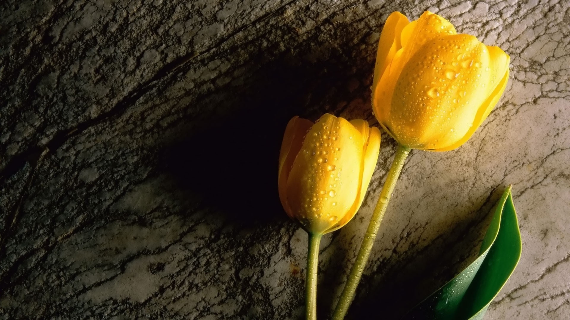 Two Yellow Tulips Wallpapers - 1920x1080 - 561817