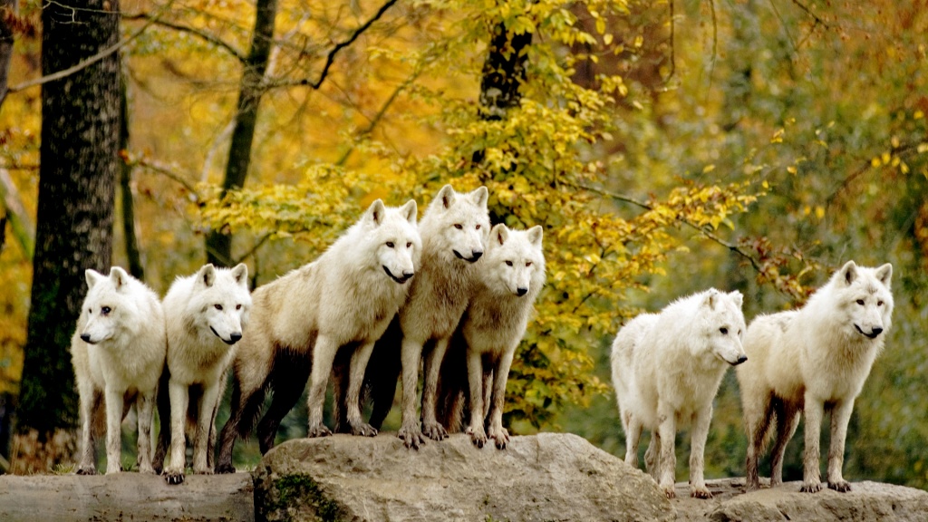 Wolf Pack Wallpapers - 1024x576 - 269538