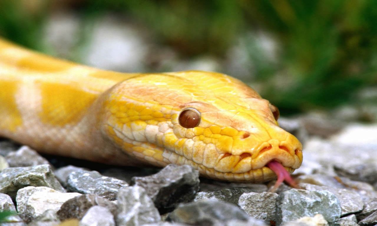 albino-burmese-python-wallpapers-1280x768-111131