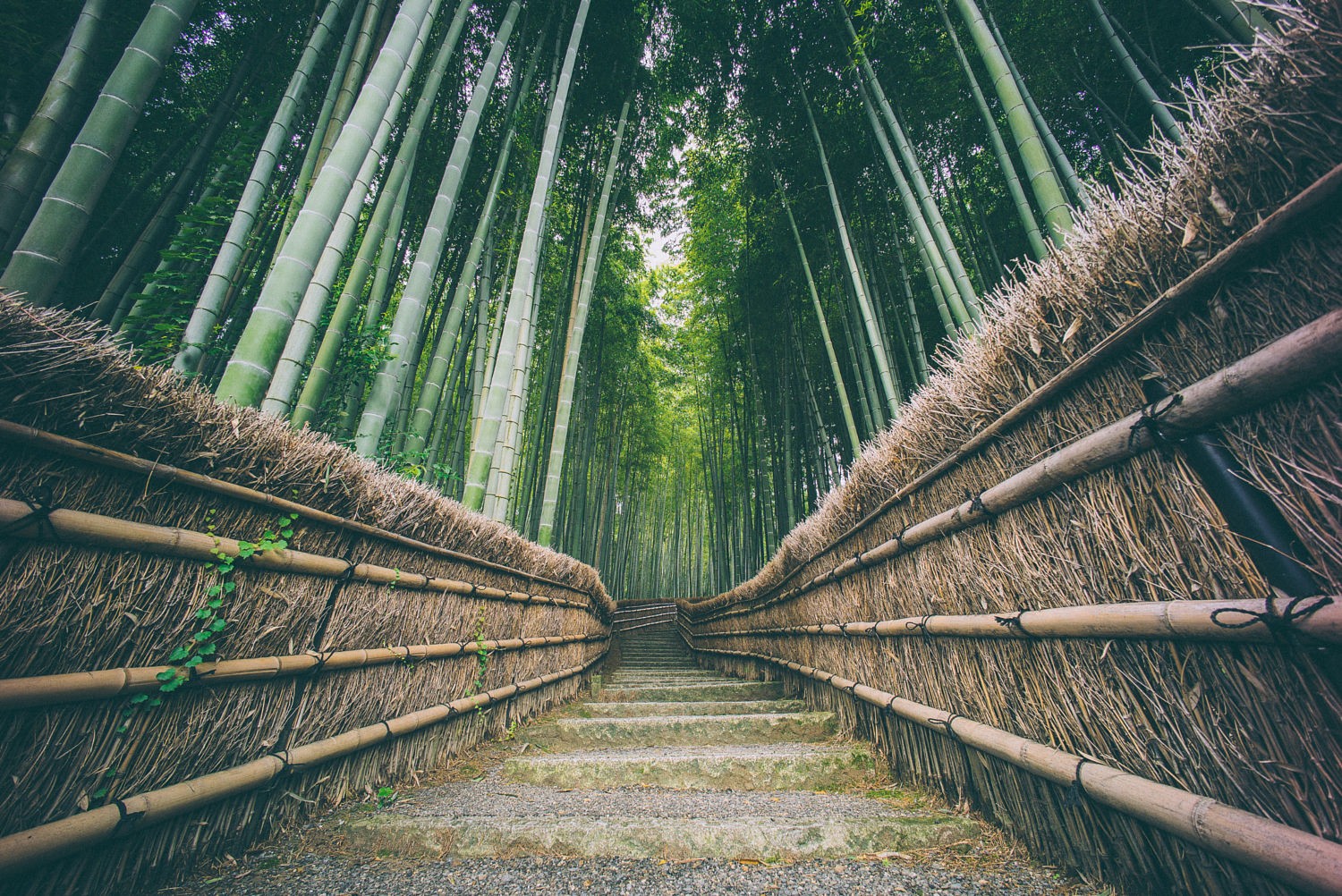 Bamboo Forest Pathway Wallpapers - 1500x1002 - 693554