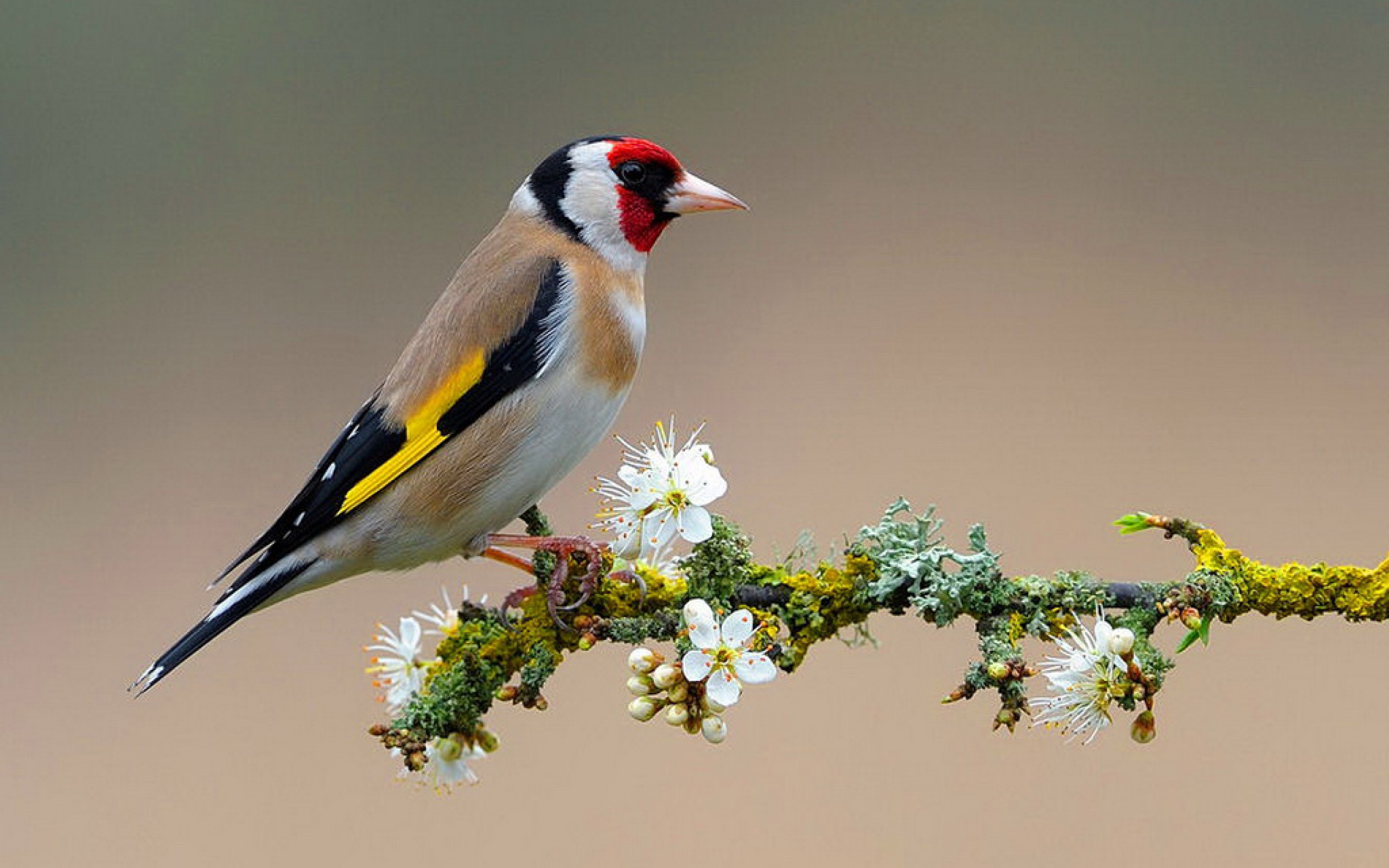 Bird On Flower Branch Wallpapers - 2560x1600 - 1485321