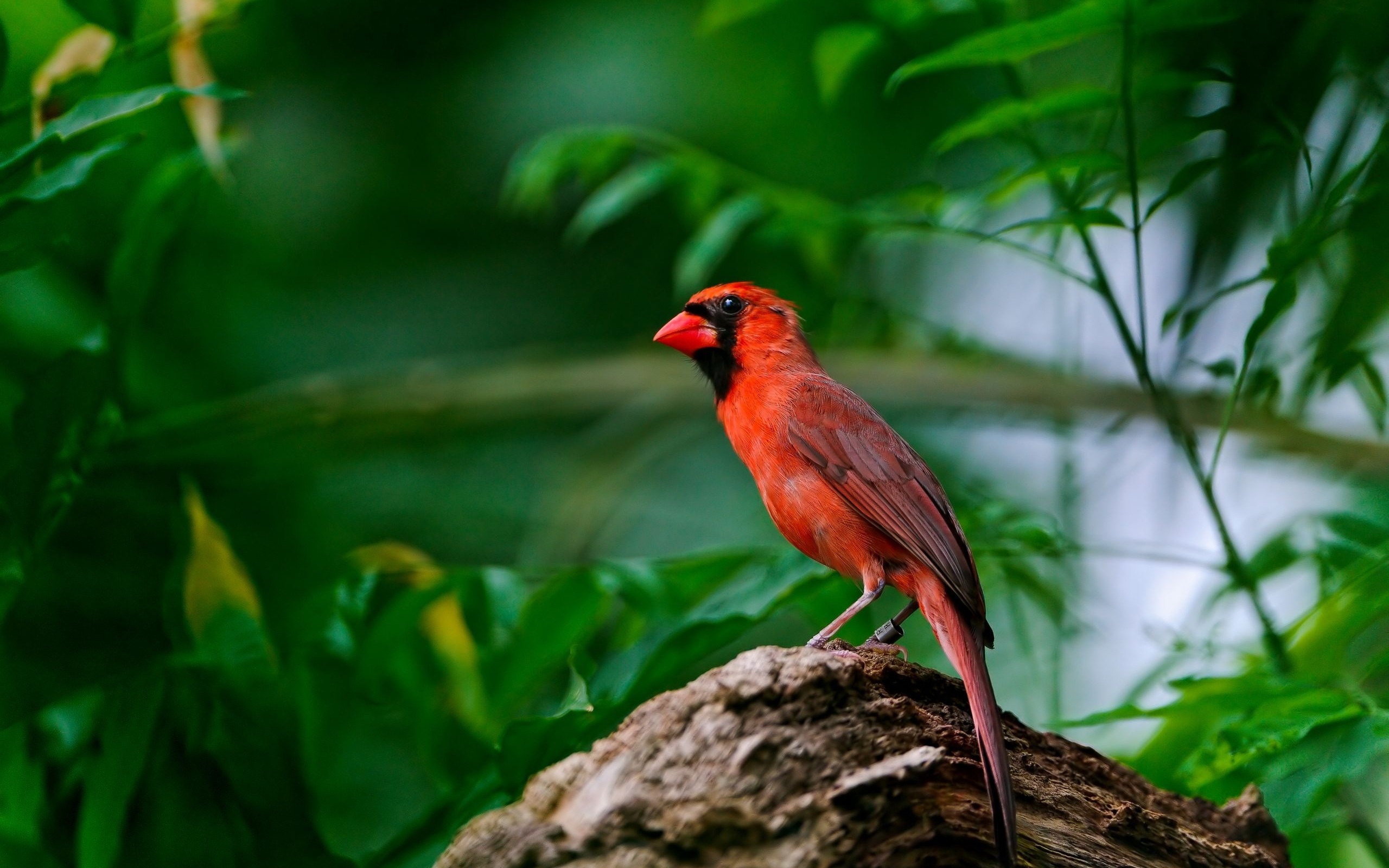 Cardinal In Tree