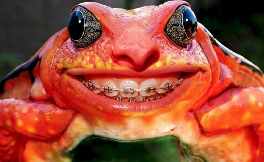 Frog Teeth Braces Wallpapers - 1024x629 - 94824