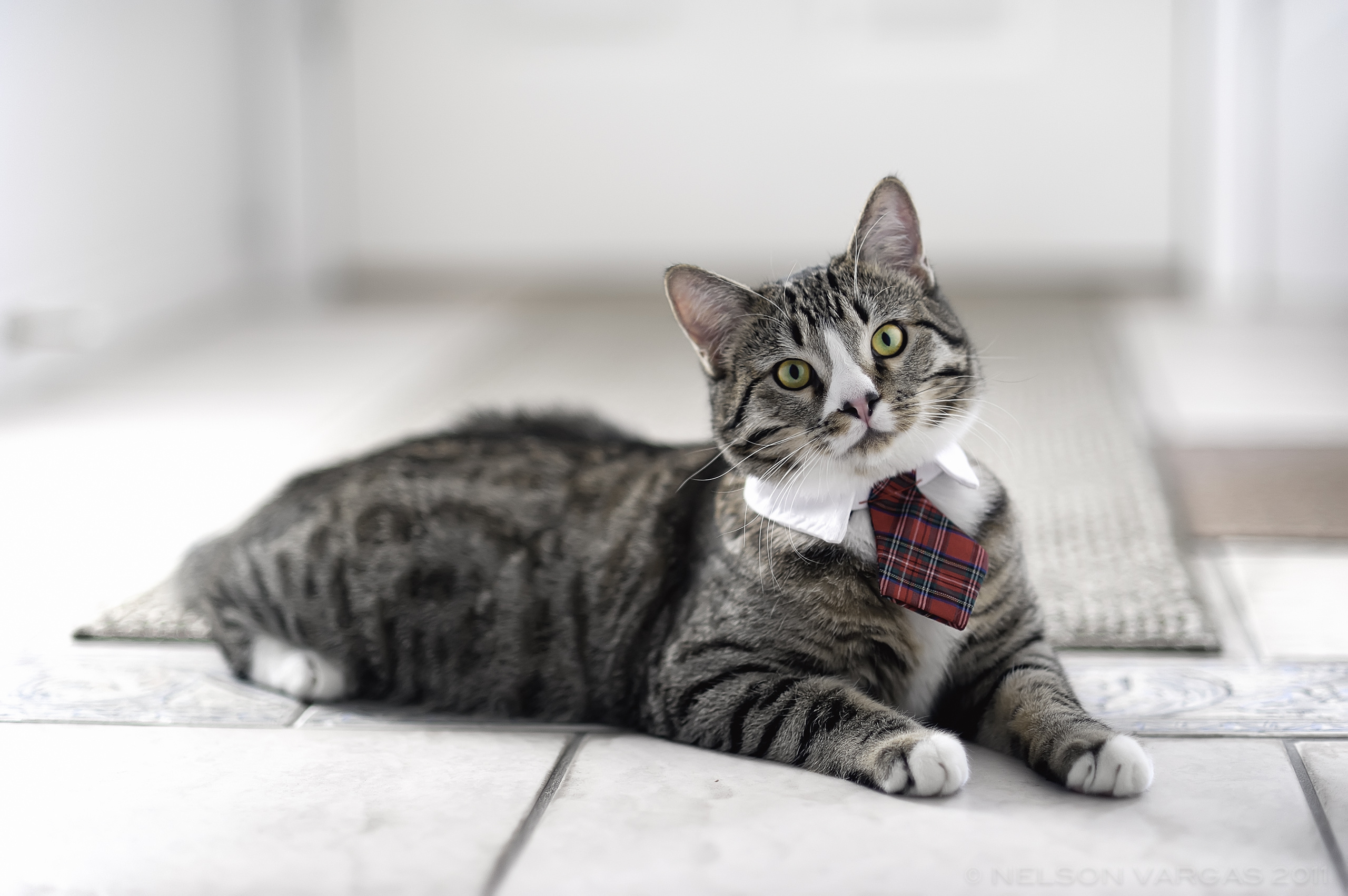 Cat In Tie