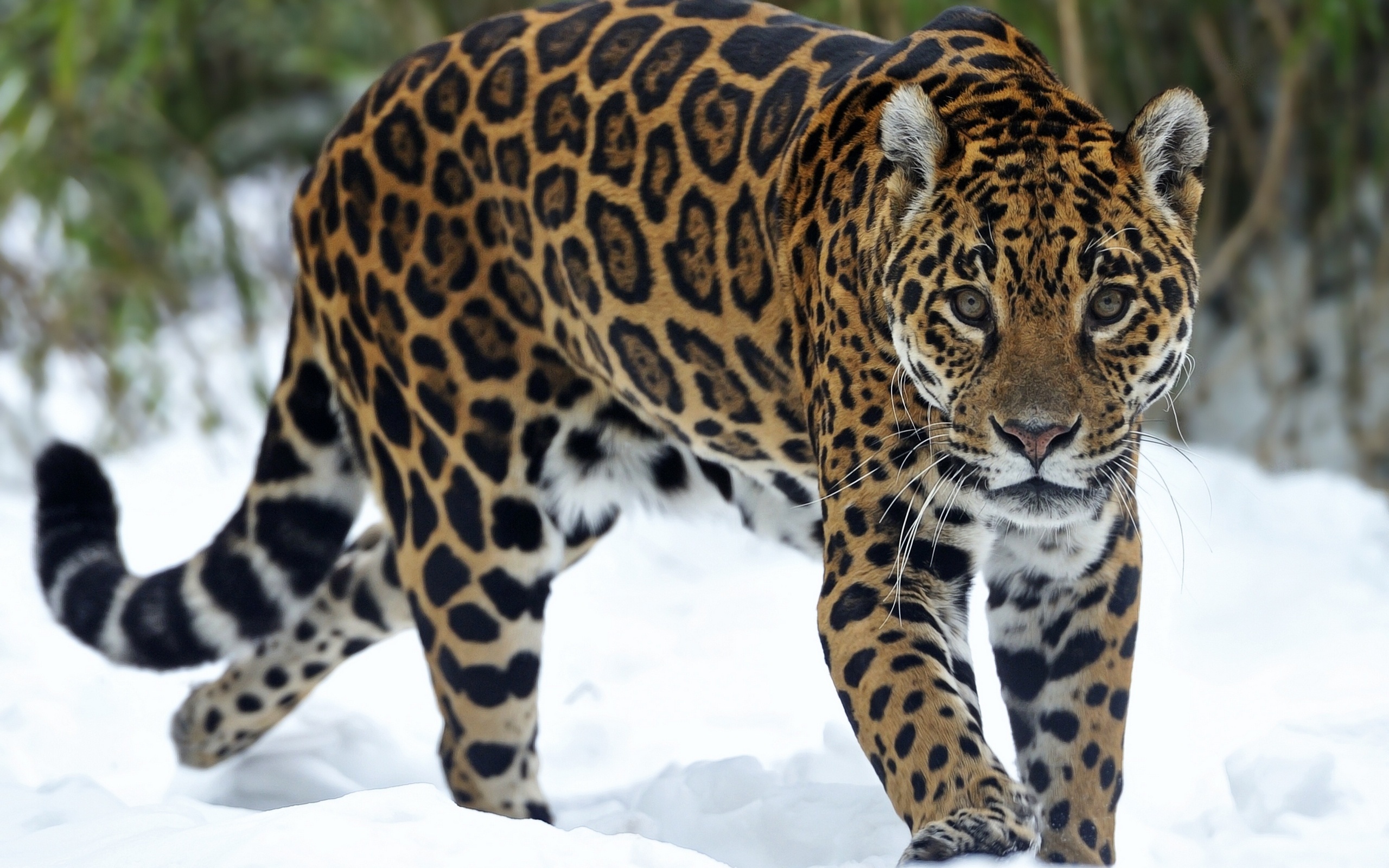 Jaguar Beautiful Eyes Wallpapers 2560x1600 1037025