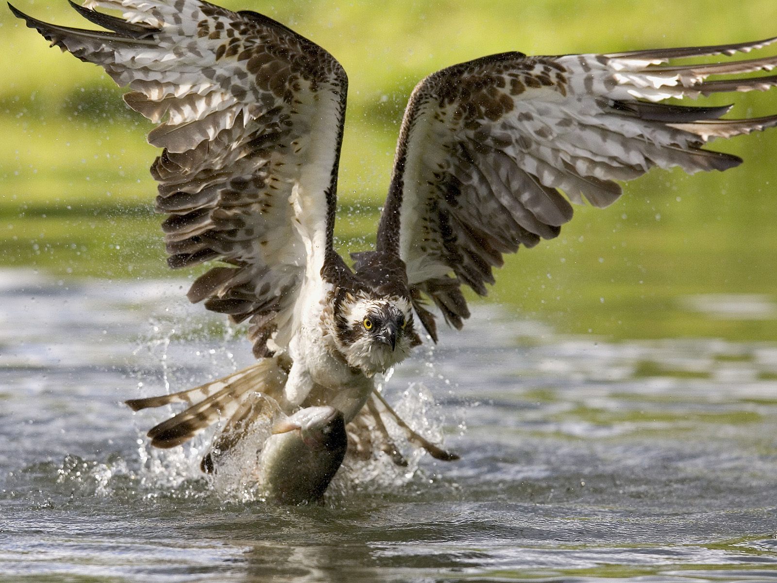 sea osprey