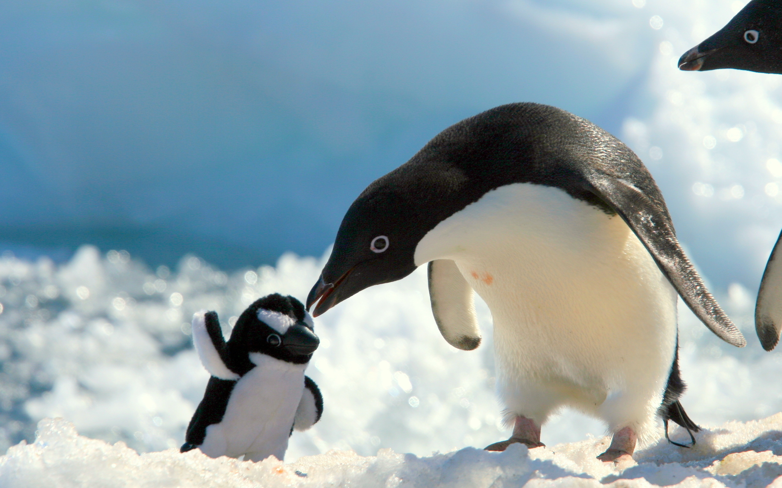 Penguins With Baby Penguin Wallpapers X