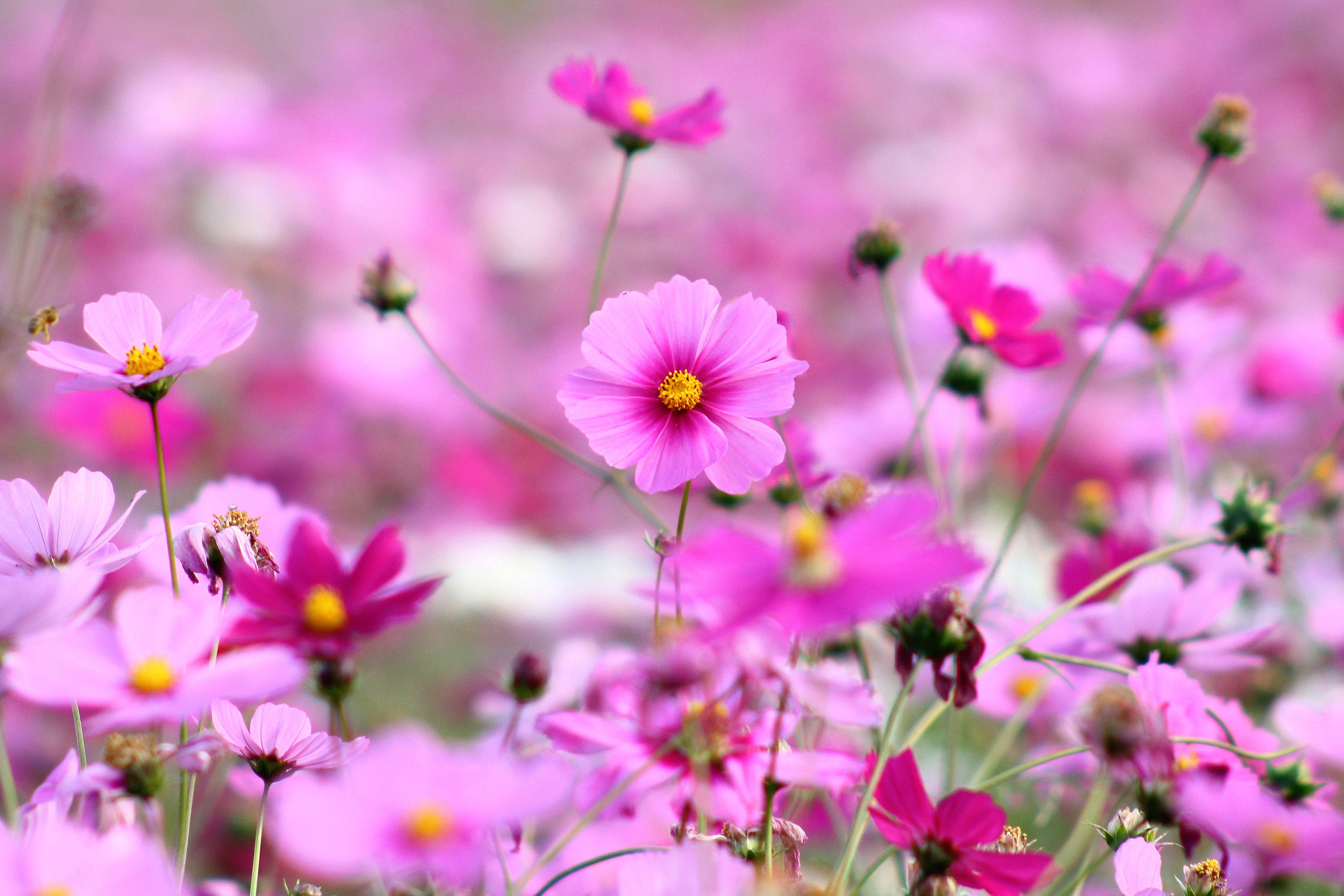 Pink Little Flowers Wallpapers - 3456x2304 - 1831486