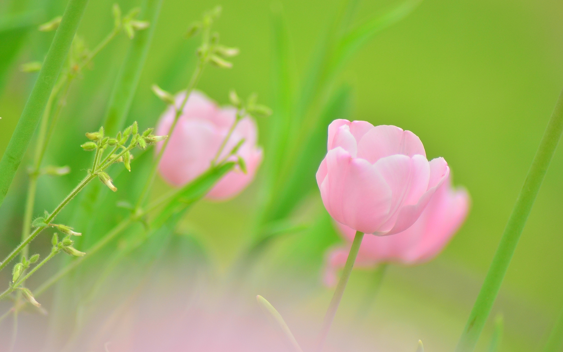 Pink Tulip Bud Flower Plants  1920 x 1200  Download  Close