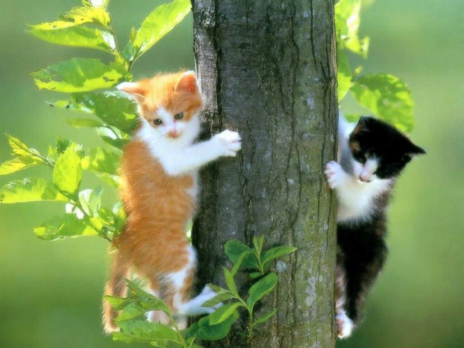 Two Cat Funny Wallpapers - 1600x1200 - 896158