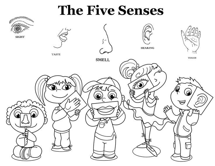 Five senses coloring pages five senses coloring sheet five senses free coloring sheets templates senses preschool five senses worksheet kindergarten colors