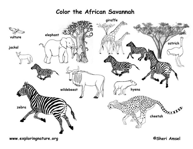 African animals habitat biome savanna colouring page grassland animals zoo animal coloring pages savanna animals african savanna animals