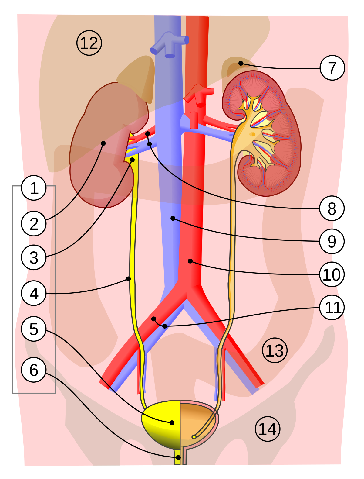 Bladder