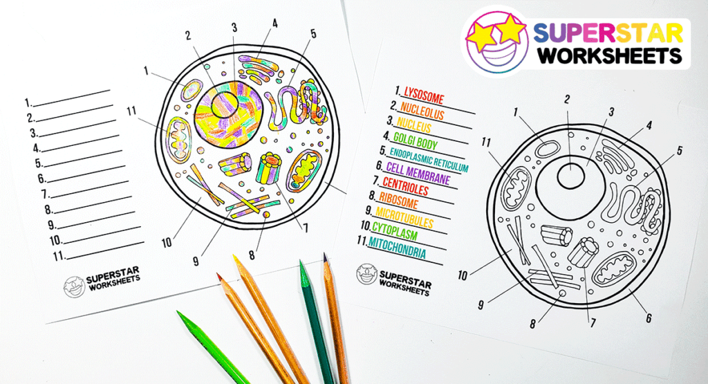 Animal cell worksheet