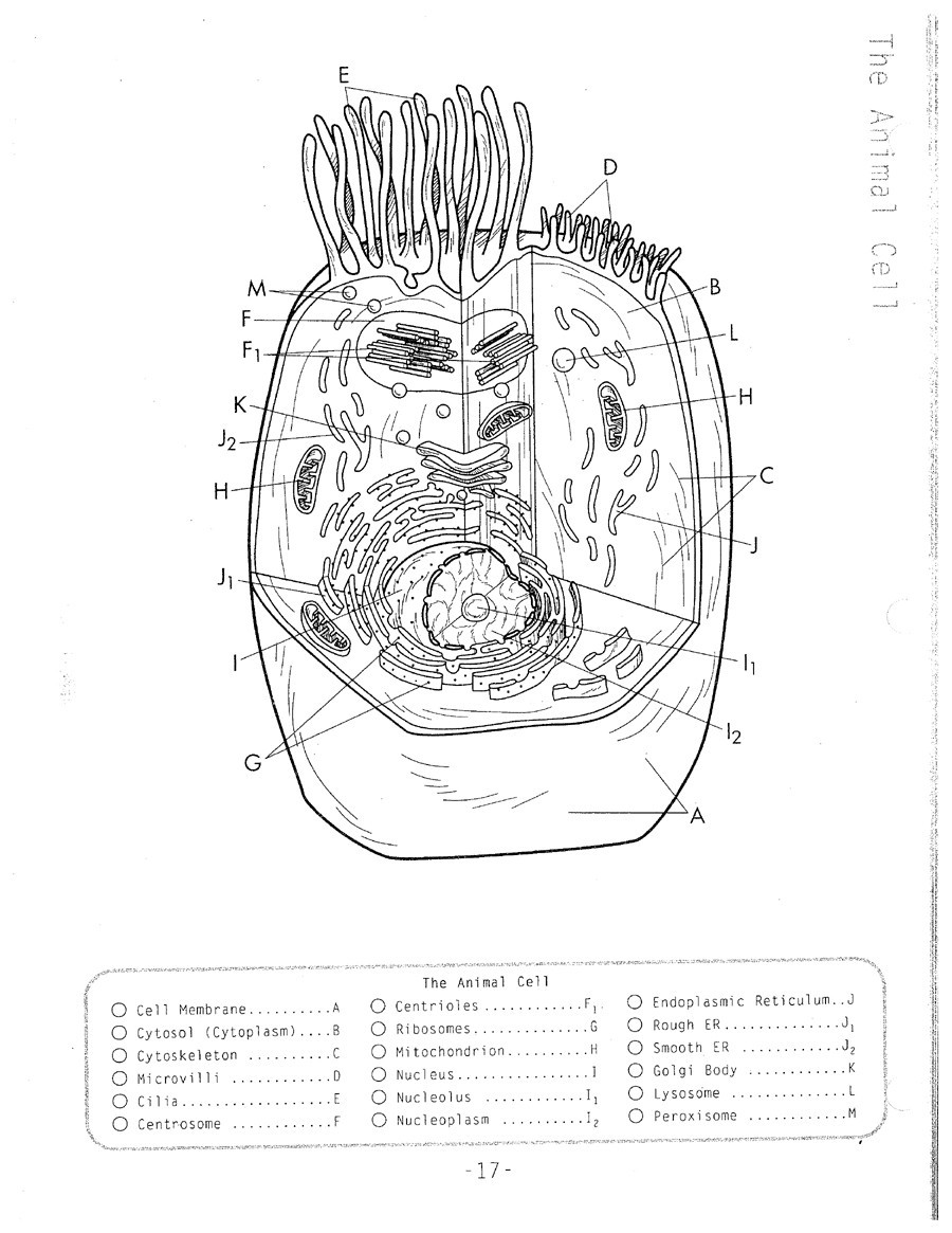 Animal cell coloring sheets unique animal cell coloring sheet design â the classes at town north