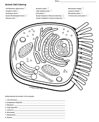 Animal cell coloring