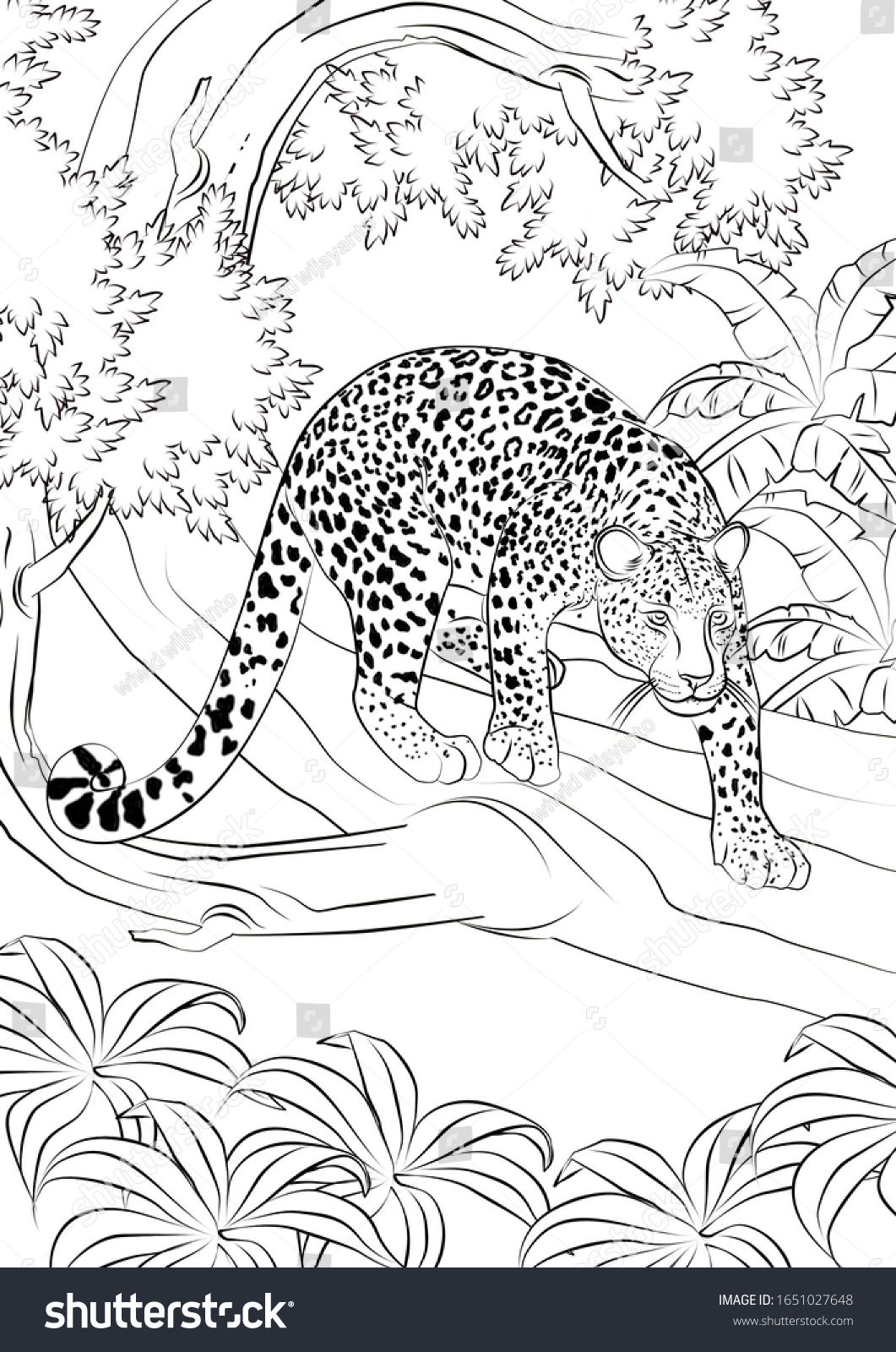 Leopard realistic animal coloring pages stock illustration