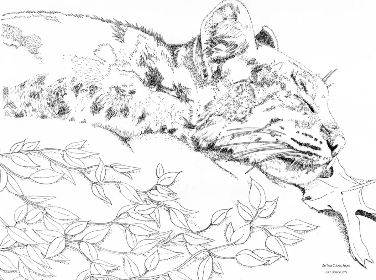 Coloring book with zoo animals realistic drawings in pen ink