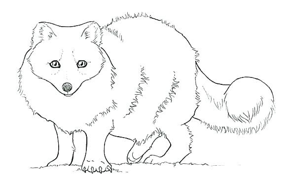 Free printable fox coloring pages pdf