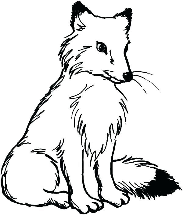 Free printable fox coloring pages pdf