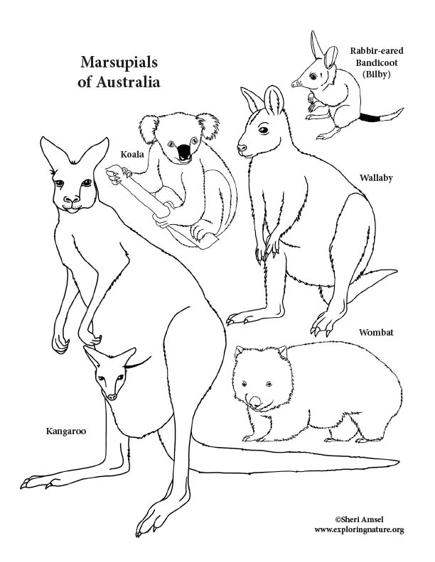 Color and learn to draw the animals of australia