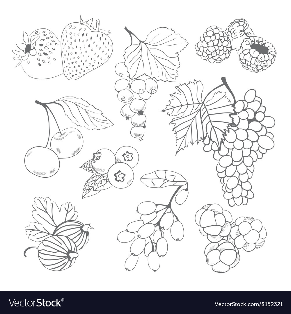 Berries collection for coloring book royalty free vector