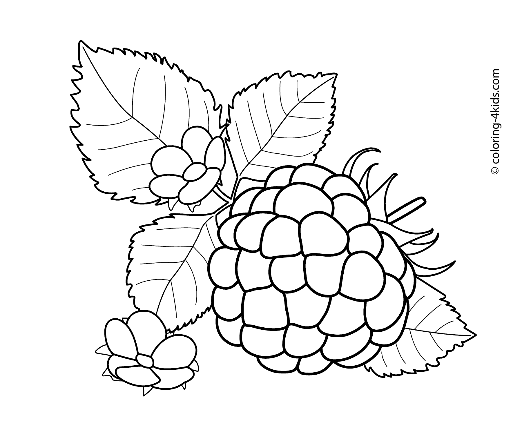 Raspberry with flowers fruits and berries coloring pages for kids printable free fruit coloring pages coloring pages coloring pages for kids
