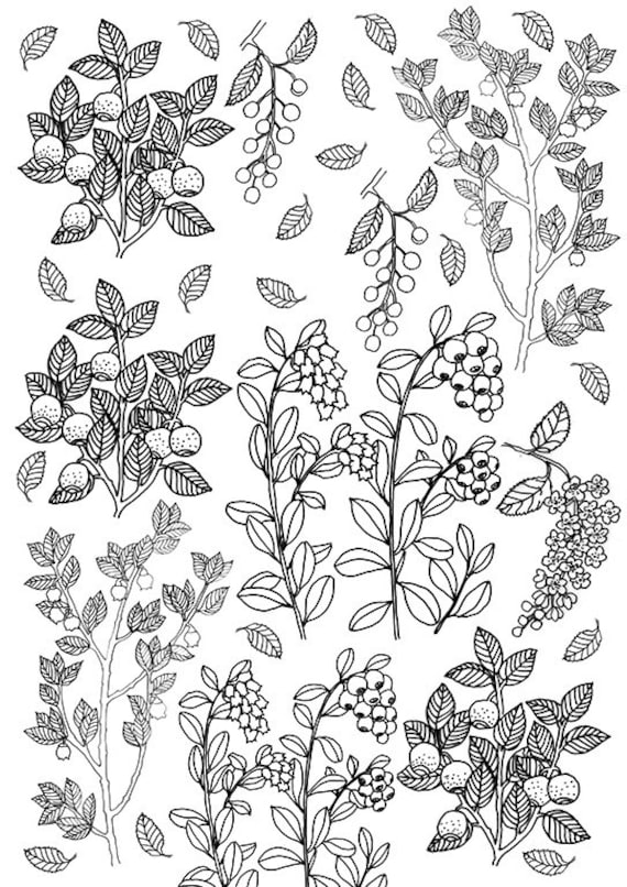Berries and leaves coloring sheet printable berries instant download color page summer garden coloring adult color page colour book