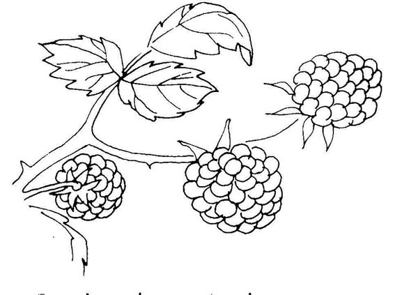Berries berry coloring pages to girls team colors