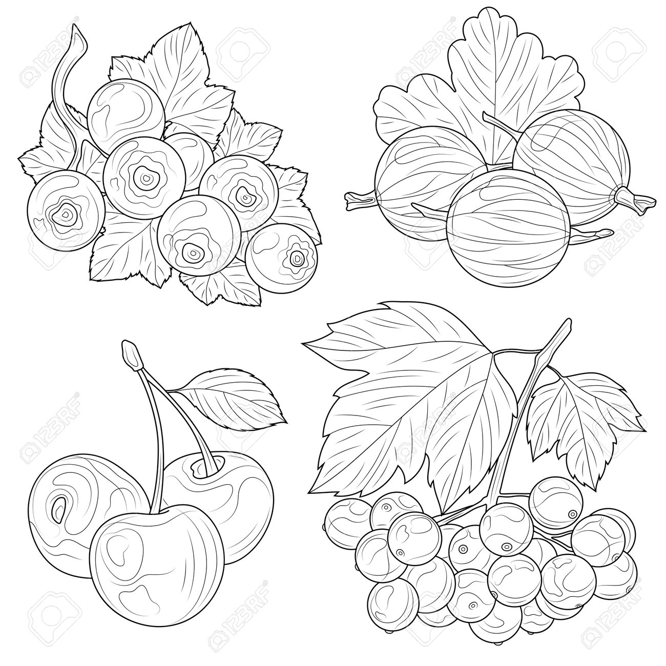 Berries viburnum gooseberry cherry and currantcoloring book antistress for children and adultszen
